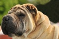 Pure-bred Shar Pei dog Royalty Free Stock Photo
