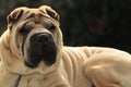 Pure-bred Shar Pei dog Royalty Free Stock Photo