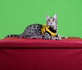 Pure breed Bengal cat in a yellow jacket looking up while lying on a red box