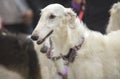 Pure breed Borzoi or Russian Hunting Sighthound