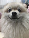 Pure breed Pomeranian or german spitz dog standing and smiling Royalty Free Stock Photo
