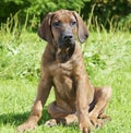 Pure breed Rhodesian Ridge-back puppy dog