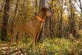 Pure breed vizsla dog standing in the fall colour forest
