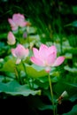Pure and clean lotus Royalty Free Stock Photo