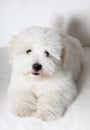 Pure Coton de TulÃÂ©ar puppy Royalty Free Stock Photo