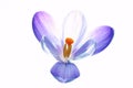 Pure crocus flower Royalty Free Stock Photo