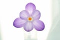 Pure crocus flower Royalty Free Stock Photo