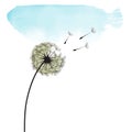 Pure dandelion flower on white background with blue sky