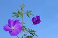 Pure delight lilac hibiscus flower Royalty Free Stock Photo