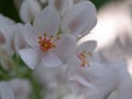 Pure Elegance: Graceful White Flower Blooming in Serene Splendor Royalty Free Stock Photo