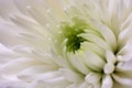 Pure Elegance: Macro Shot of a White Chinese Aster Blossom