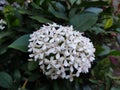 Pure Elegance Unveiled: White Ixora Blossoms