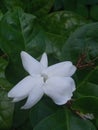 Pure elegance in white, the beauty of Jasmine Flower never fades