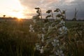 Pure Elegance: White Summer Blossoms Amidst Meadow Bliss