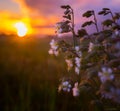 Pure Elegance: White Summer Blossoms Amidst Meadow Bliss