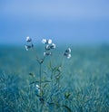 Pure Elegance: White Summer Blossoms Amidst Meadow Bliss