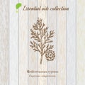 Pure essential oil collection, cypress. Wooden texture background