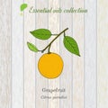 Pure essential oil collection, grapefruit