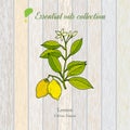 Pure essential oil collection, lemon