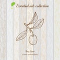 Pure essential oil collection, lime. Wooden texture background