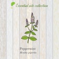 Pure essential oil collection, peppermint. Wooden texture background