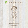 Pure essential oil collection, toothpeak-plant, ammi visnaga. Wooden texture background