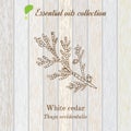 Pure essential oil collection, white cedar. Wooden texture background