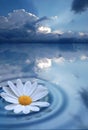 Pure Flower on water