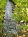 Pure Fresh Flowing Woodland Water