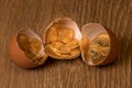 Pure gold coins in egg shell illustrating nest egg Royalty Free Stock Photo