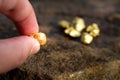 Pure gold ore found in the mine is in the hands Royalty Free Stock Photo