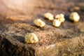 The pure gold ore found in the mine Royalty Free Stock Photo
