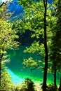Pure green nature Royalty Free Stock Photo