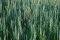 Pure green wheat background Royalty Free Stock Photo