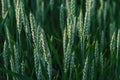 Pure green wheat background Royalty Free Stock Photo