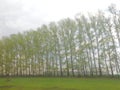 A pure grove, enveloped in the singing of birds Royalty Free Stock Photo