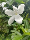 Pure Jasmine flower in srilanka