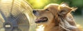 Pure joy and delight of a dog with flying ears basking in the refreshing breeze from a fan, its fur ruffling. Royalty Free Stock Photo