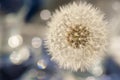 Pure lightness, dandelion and bokeh