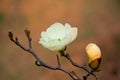 Pure love of white magnolia flowers