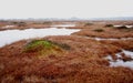 Pure marsh landscape in Estonia