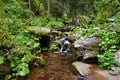 Pure mountain creek in deep woods Royalty Free Stock Photo