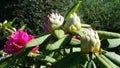 Budding Rhododendron Royalty Free Stock Photo