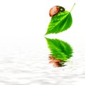 Pure nature concept - ladybird leaf and water Royalty Free Stock Photo