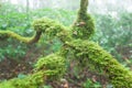 Pure nature, fresh moss and lichen in the root of old tree, ancient tropical forest in the mist blurred backgrounds. Doi Pha Hom