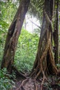 Pure nature at Umphang Wildlife Sanctuary,Tak Province,northwestern Thailand Royalty Free Stock Photo