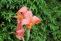 Pure Pink Canna flower Royalty Free Stock Photo