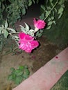 Pure pink flower with green leaves in night time nature photography