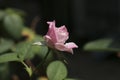 pure pink rose for valentine day