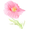 Pure Poppy